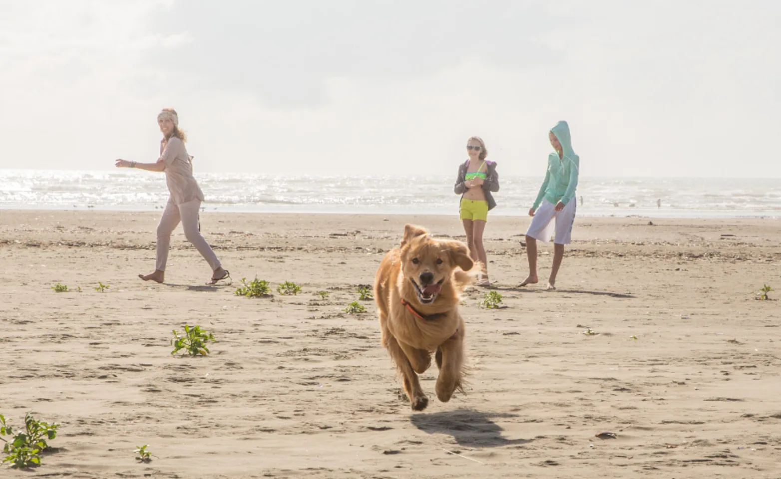 Golden retriever playing with people at the beach